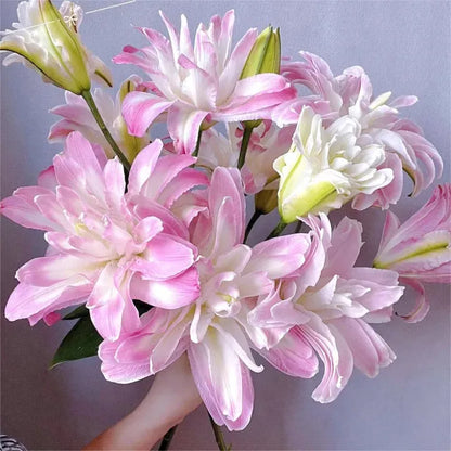 Double-Flowered Perfume Lily Bulbs