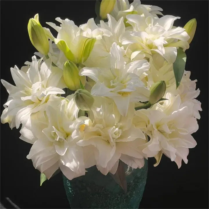 Double-Flowered Perfume Lily Bulbs