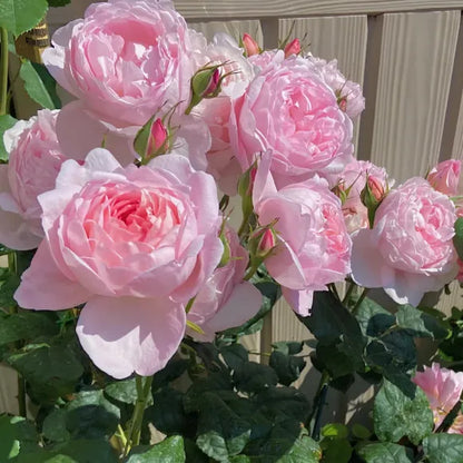 Rare Colour Climbing Rose Seeds