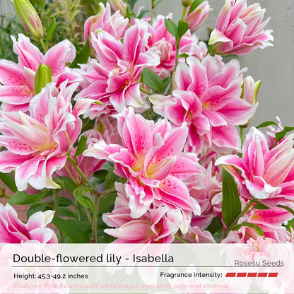 Double-Flowered Perfume Lily Bulbs