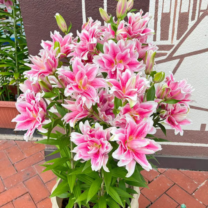 Double-Flowered Perfume Lily Bulbs