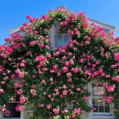 Rare Colour Climbing Rose Seeds