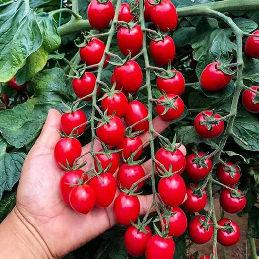 🍅Waterfall Tomato Seeds