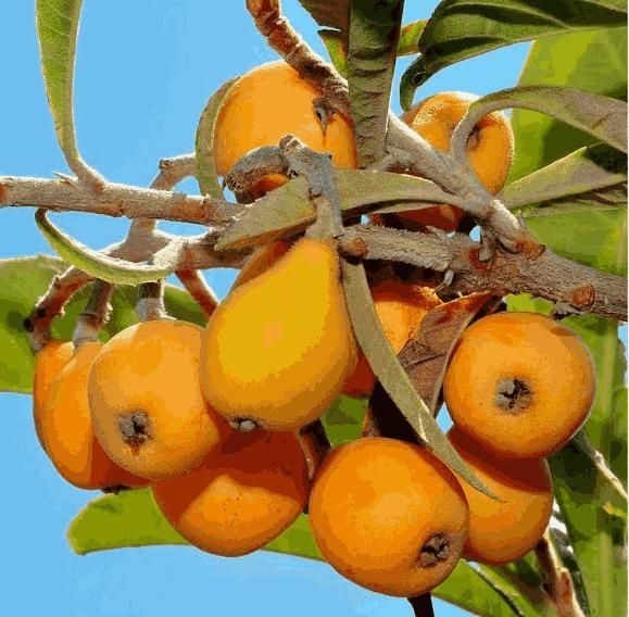 Delicious Five-star Loquat Seeds