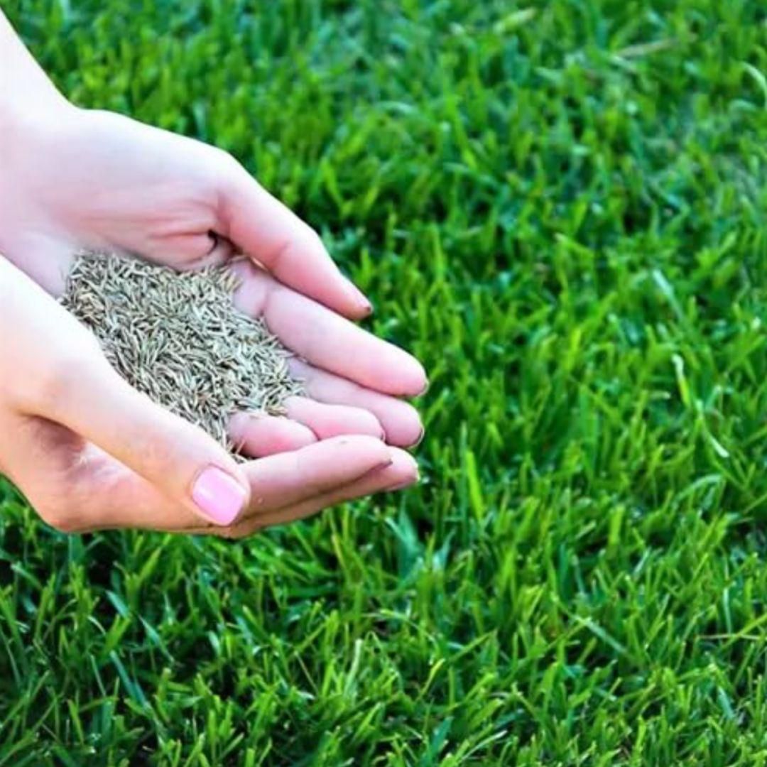 Home Garden Grass Seeds (Get 25gm seeds FREE)