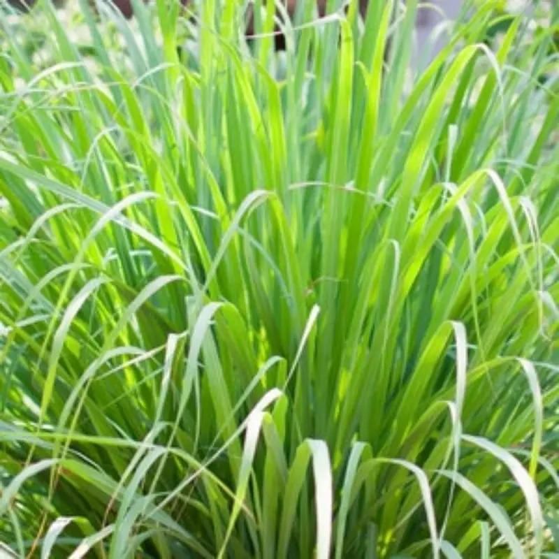 Lucky Grass, Bring You Luck and Increase Wealth (Buy 1 Get 1 Free)