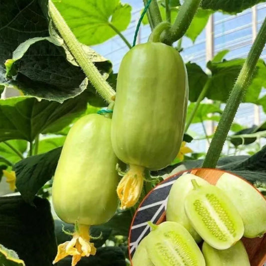 Jade Lady Cucumber Seeds