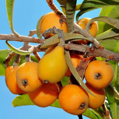 Delicious Five-star Loquat Seeds