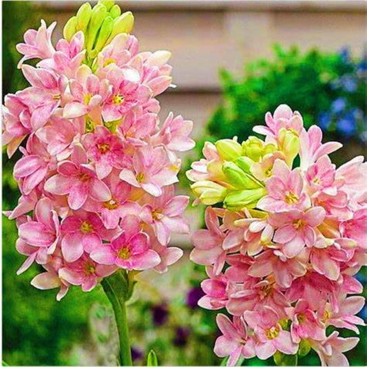 Imported Rajnigandha Double Patel Bulbs