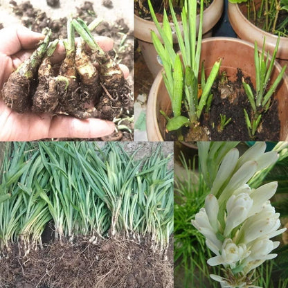 Imported Rajnigandha Double Patel Bulbs