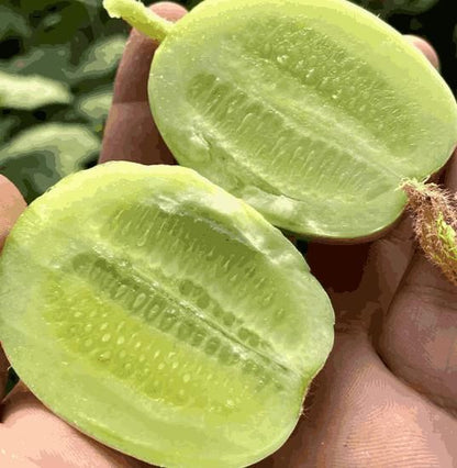 Jade Lady Cucumber Seeds