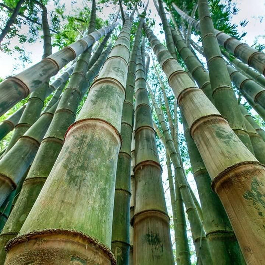 🎋 Rare Species Giant Bamboo Seeds