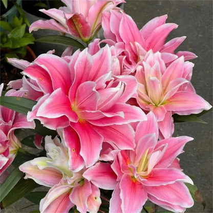 Double-Flowered Perfume Lily Bulbs