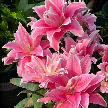 Double-Flowered Perfume Lily Bulbs