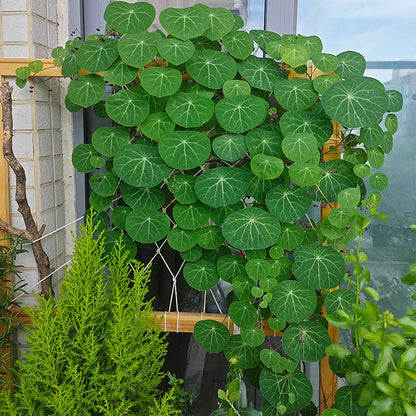 Stephania Erecta - The Everlasting Lucky Green Plant