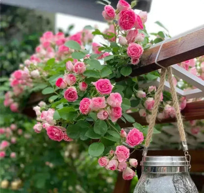 Rare Colour Climbing Rose Seeds