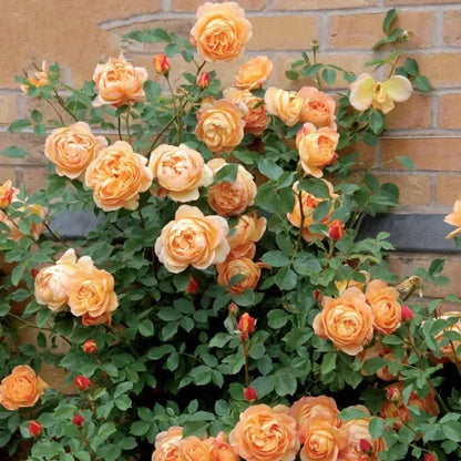 Rare Colour Climbing Rose Seeds