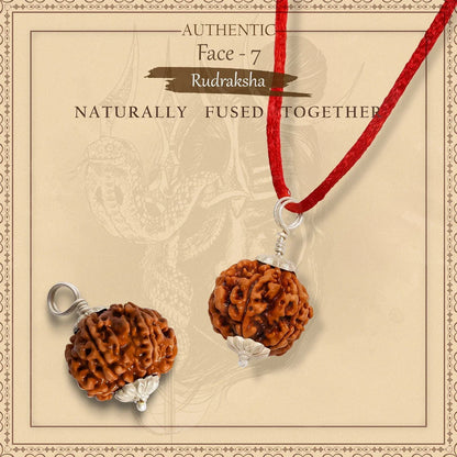 Pure 7 Mukhi Silver Capped Rudraksha Pendant with Thread